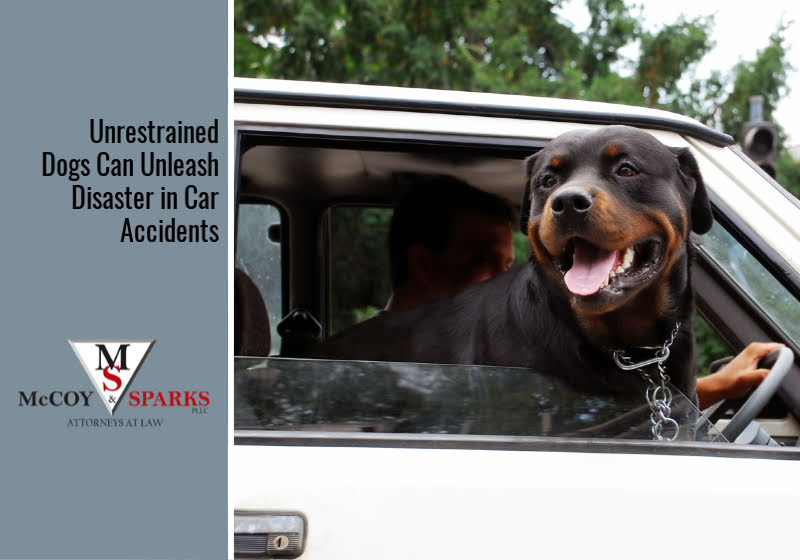 Unrestrained Dogs Can Unleash Disaster in Car Accidents