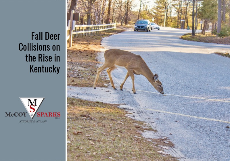 How Effective Are Deer Whistles to Avoid Vehicle Collisions?