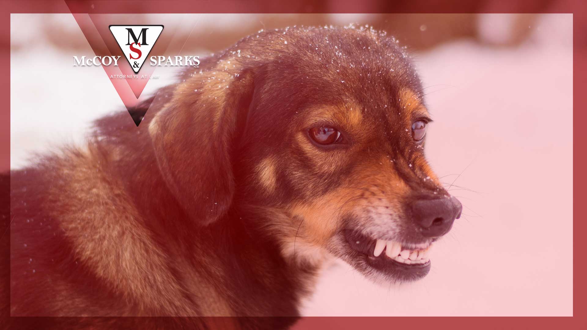 How to File a Dog Bite Insurance Claim After an Injury