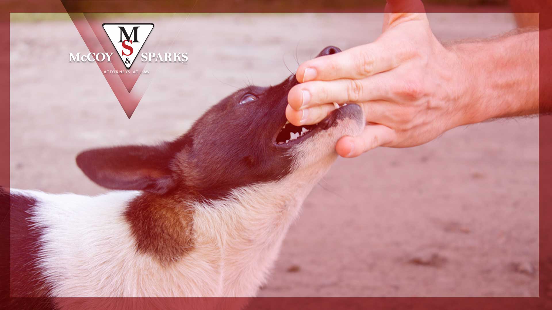 Pet accidents clearance
