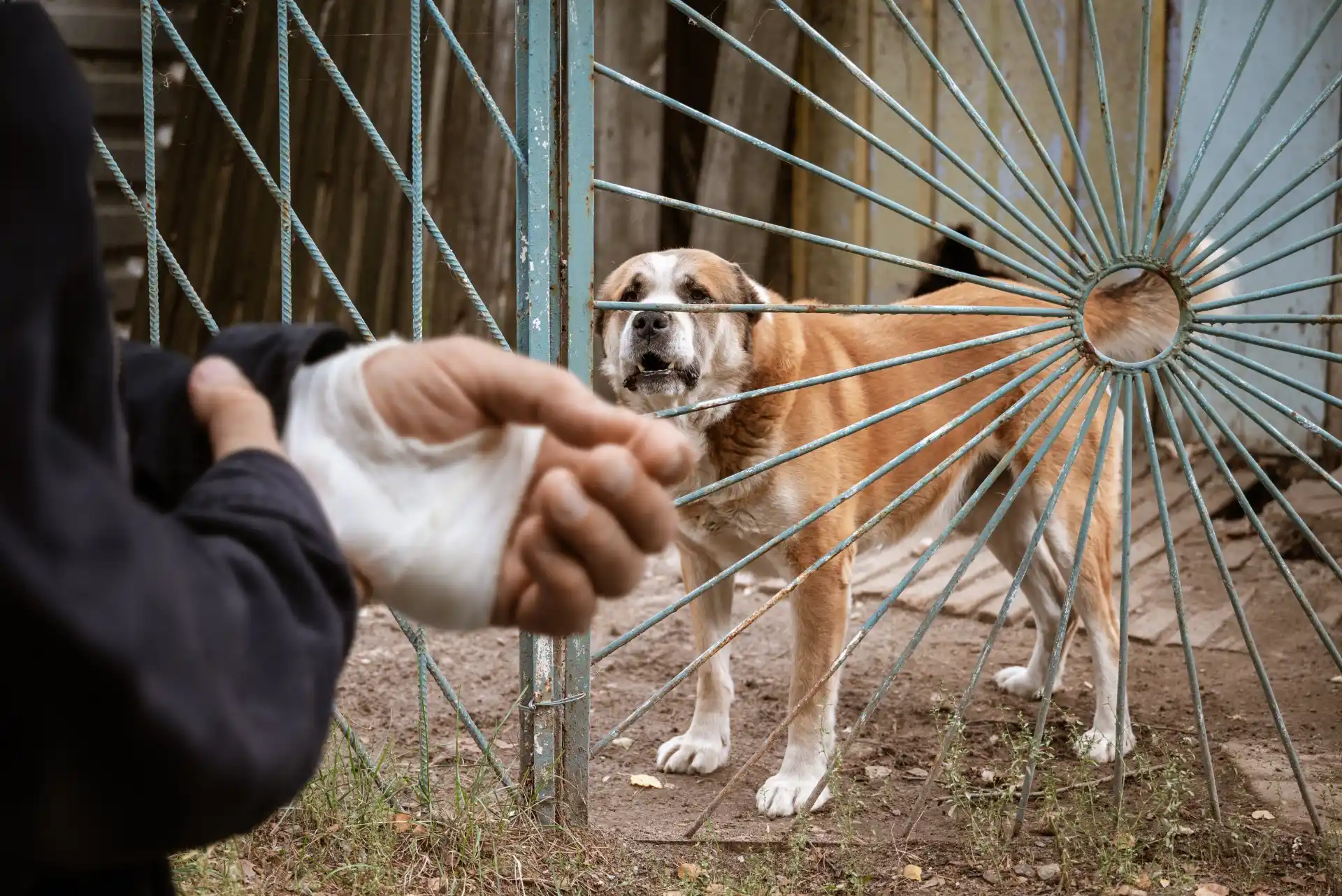 what to do if bitten by a dog in Kentucky